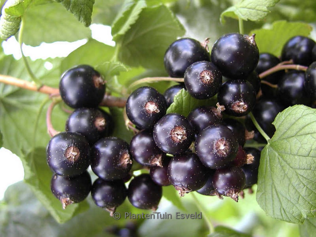 Ribes nigrum 'Kristin'