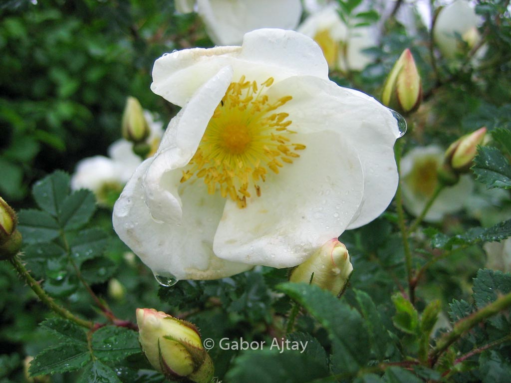 Rosa pimpinellifolia