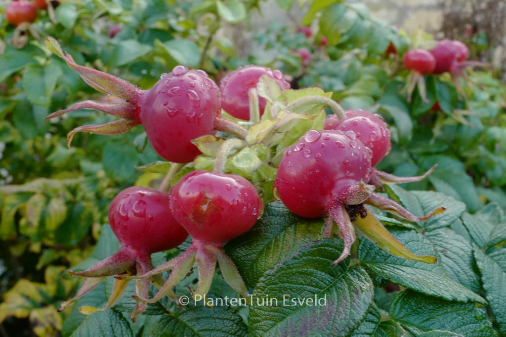 Rosa rugosa