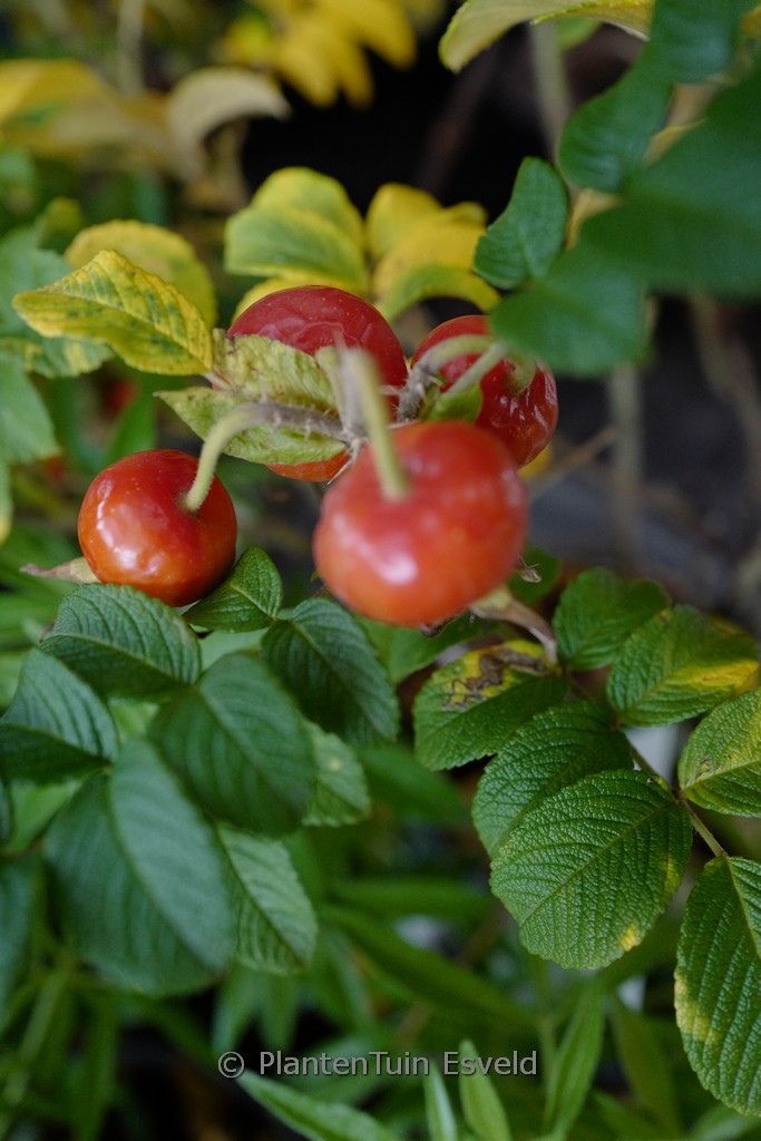Rosa rugosa 'Alba'