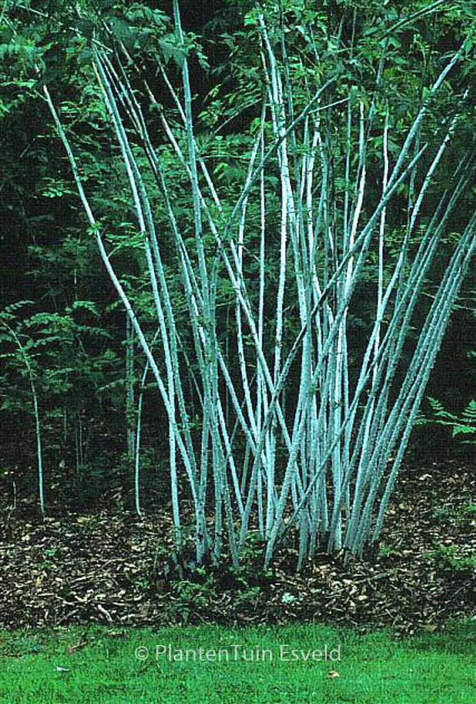 Rubus cockburnianus