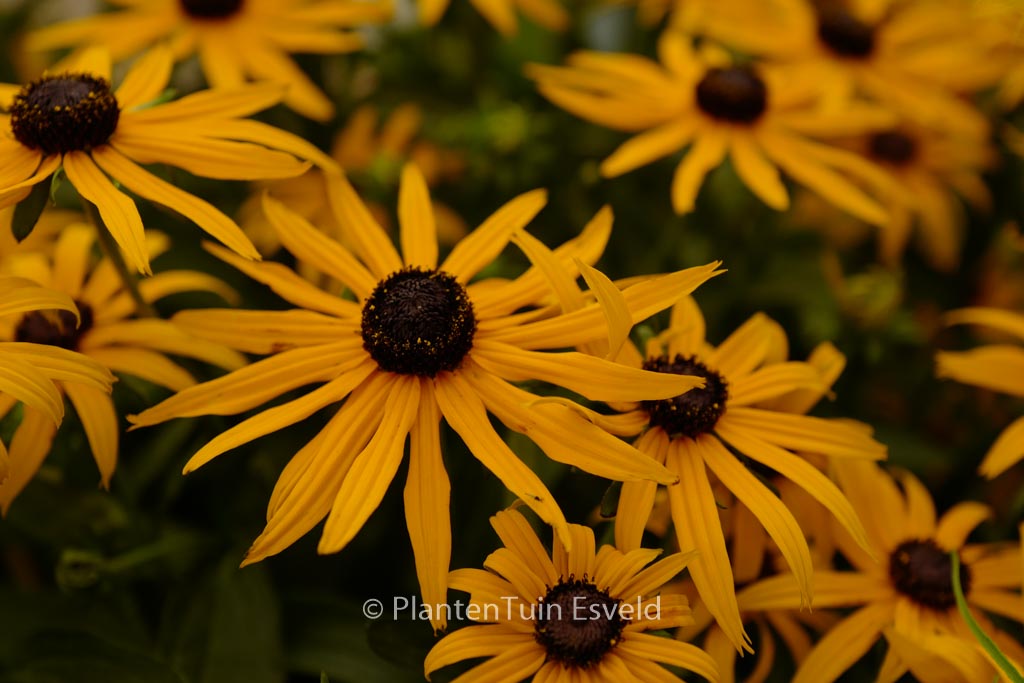Rudbeckia fulgida 'Forever Gold'