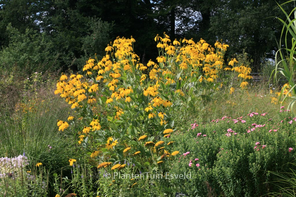 Rudbeckia nitida 'Juligold'
