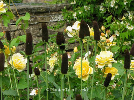 Rudbeckia occidentalis 'Green Wizzard'