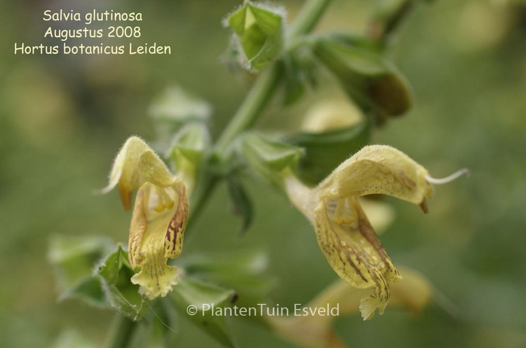 Salvia glutinosa
