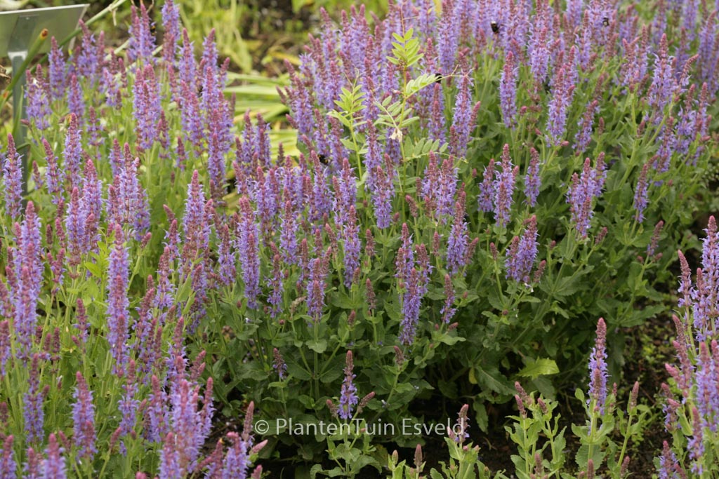 Salvia nemorosa 'Blauhuegel'