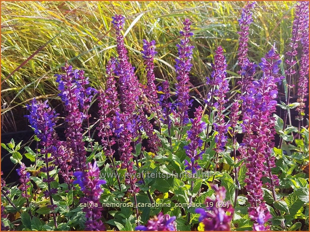 Salvia nemorosa 'Caradonna Compact'
