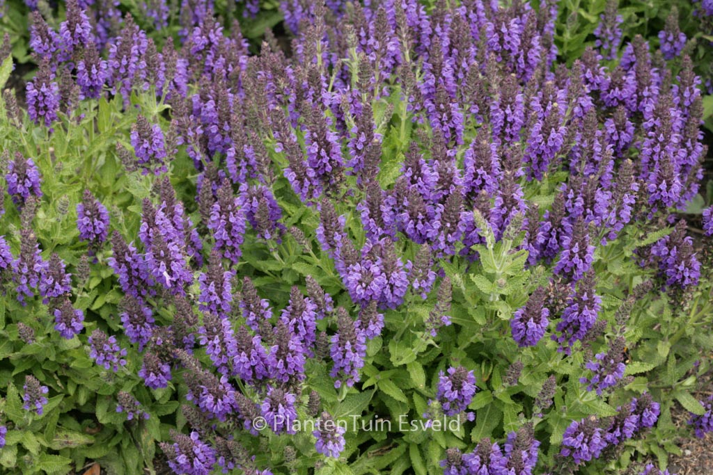 Salvia nemorosa 'Haeumanarc' (MARCUS)