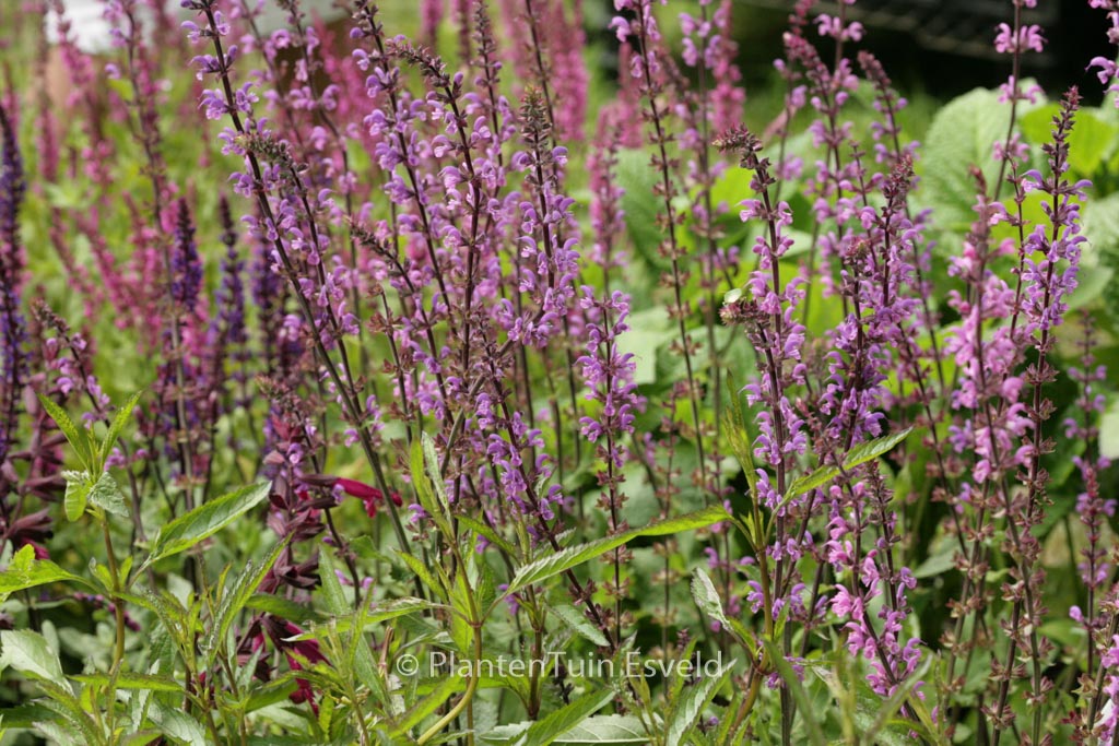 Salvia nemorosa 'Serenade'