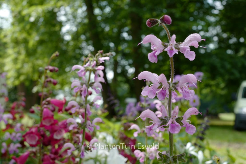 Salvia pratensis 'Eveline'