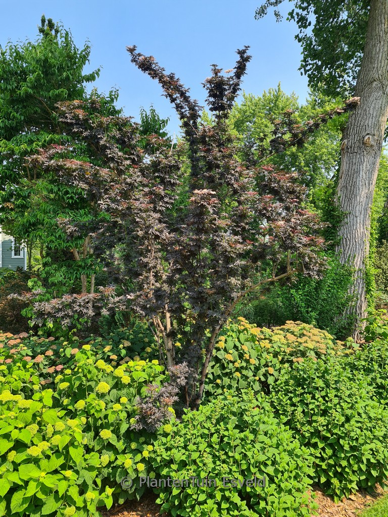 Sambucus nigra 'Laced Up'