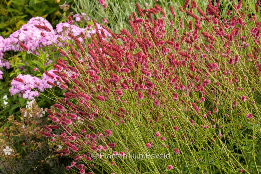 Sanguisorba officinalis 'Japan'