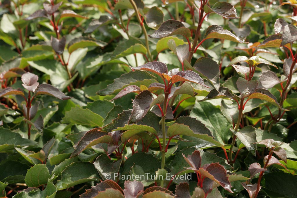 Schizophragma hydrangeoides 'Rose Sensation'
