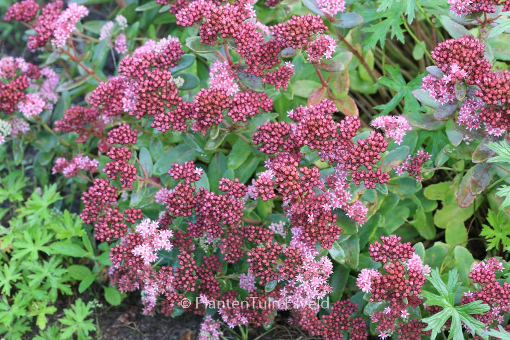 Sedum 'Abbey Dore'
