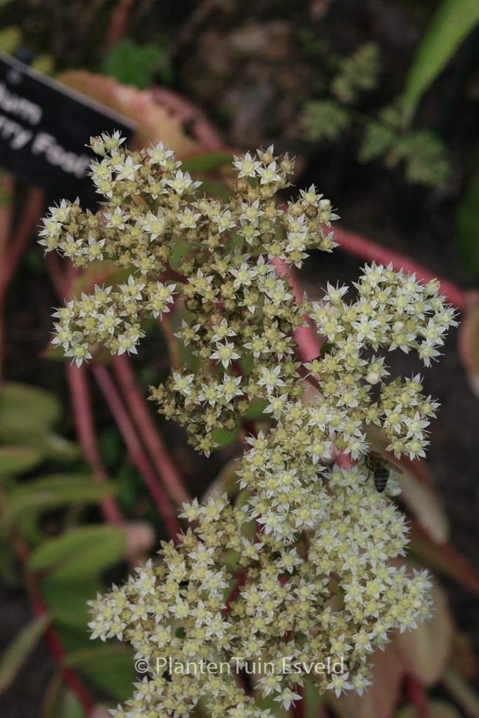 Sedum 'Gooseberry Fool'