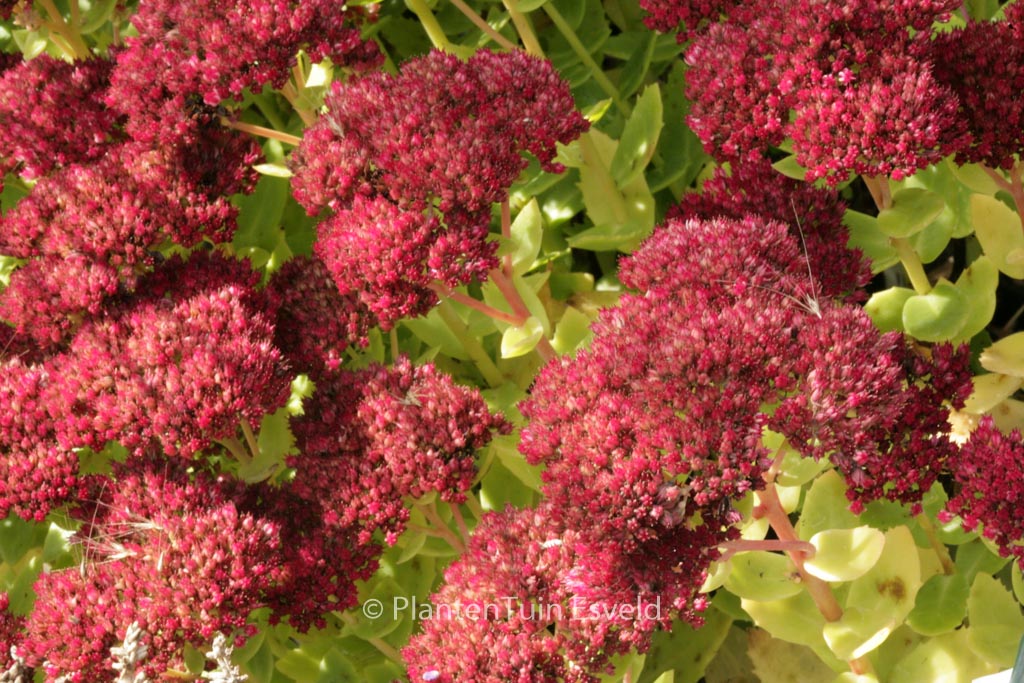 Sedum 'Indian Chief'