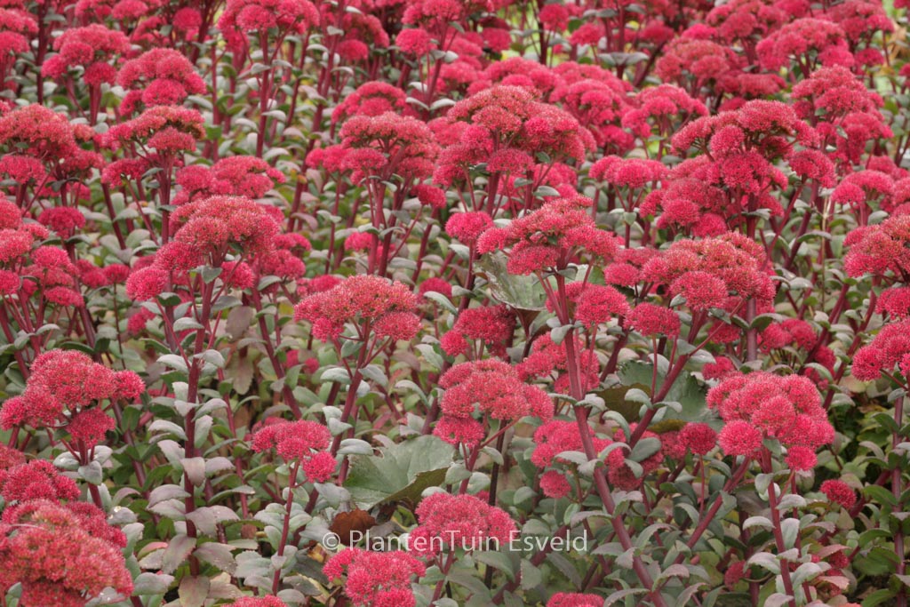 Sedum 'Red Cauli'
