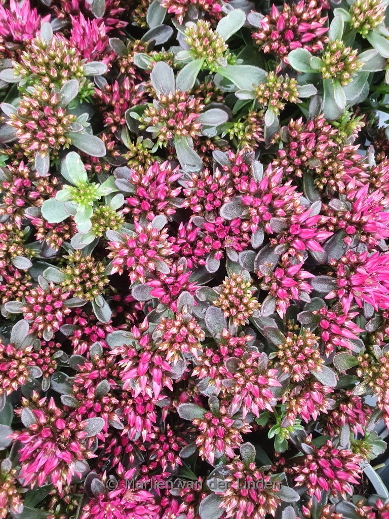 Sedum spurium (SPOT ON) 'Deep Rose'