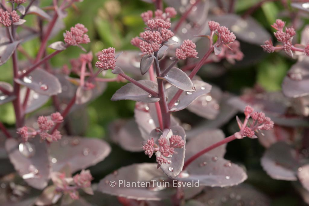 Sedum 'Xenox'