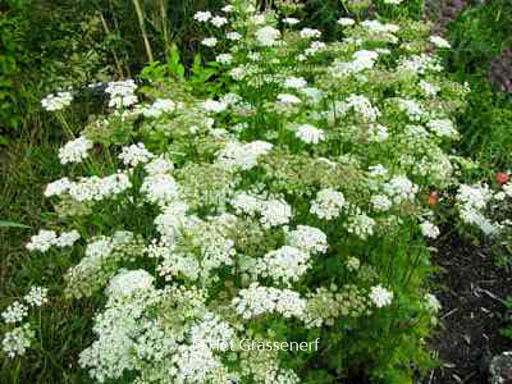 Selinum carvifolia