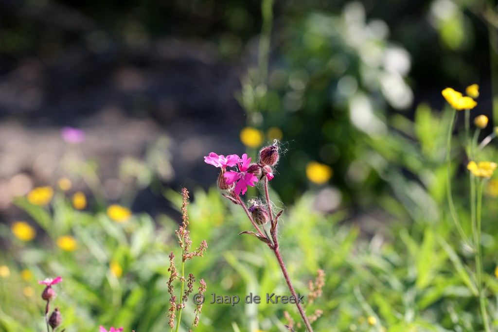 Silene dioica