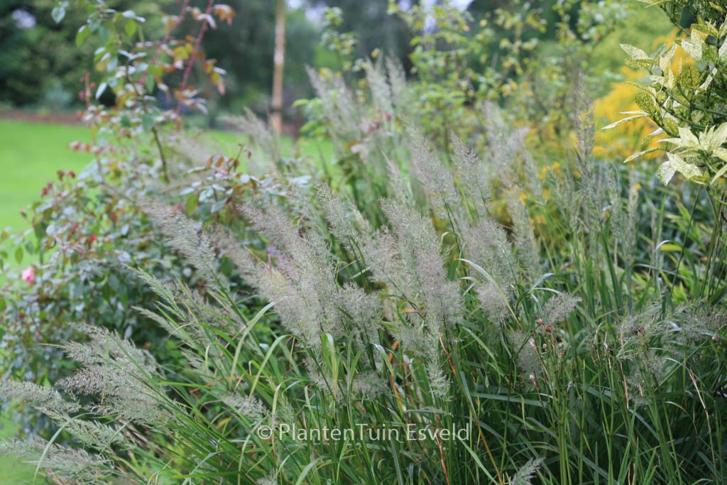 Sorghastrum nutans