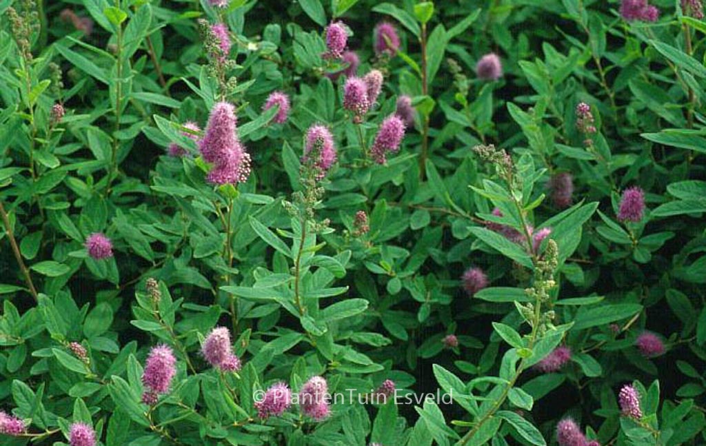 Spiraea billiardii 'Triumphans'