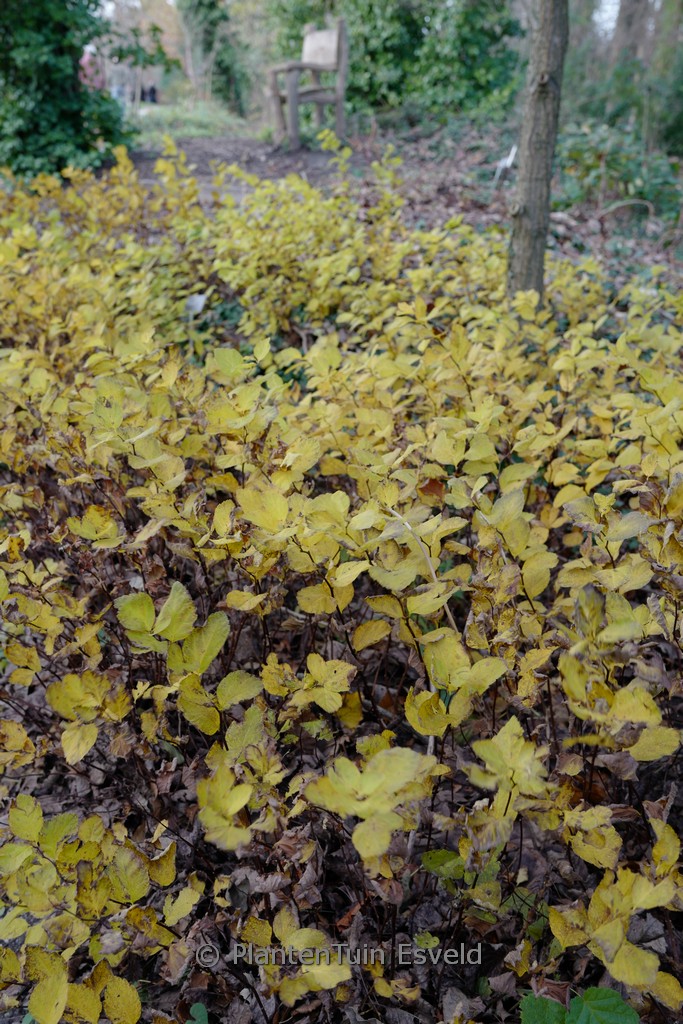 Spiraea densiflora