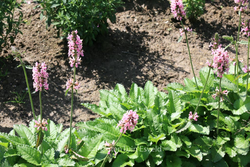 Stachys officinalis 'Pink Cotton Candy'