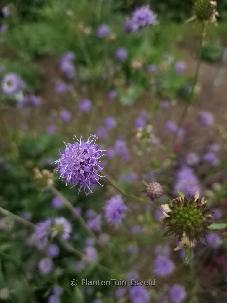 Succisa pratensis