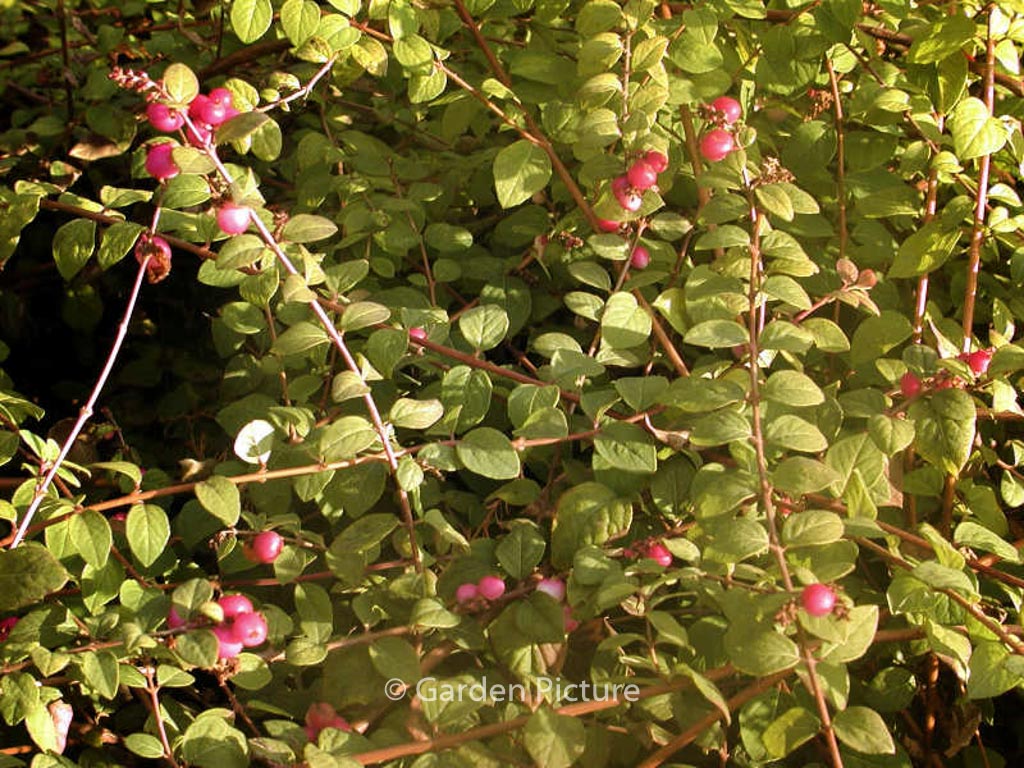 Symphoricarpos chenaultii 'Hancock'