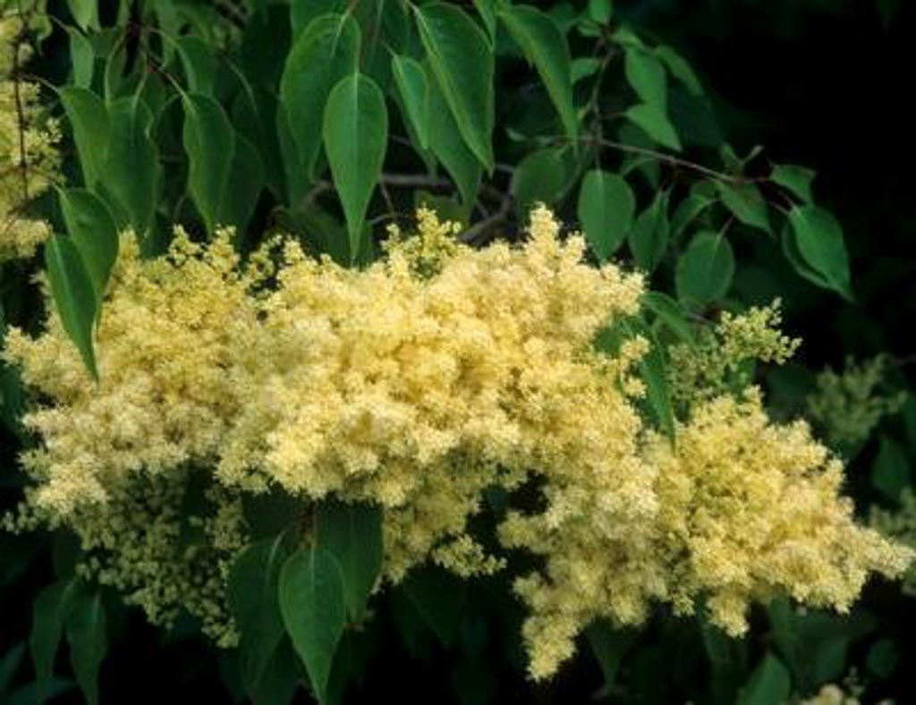 Syringa pekinensis 'Beijing Gold'