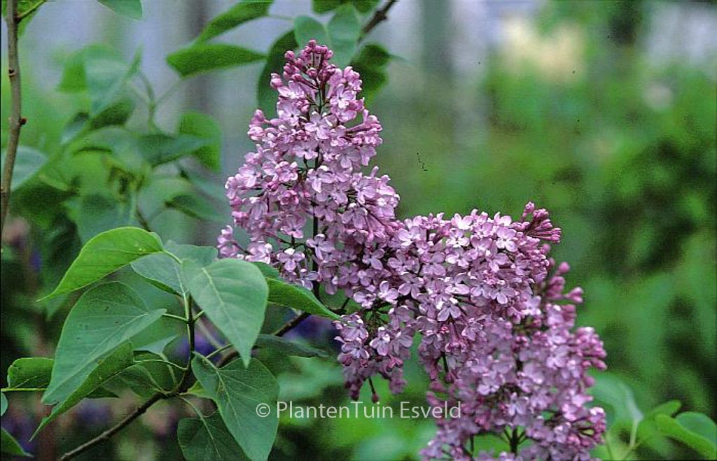 Syringa vulgaris 'Decaisne'