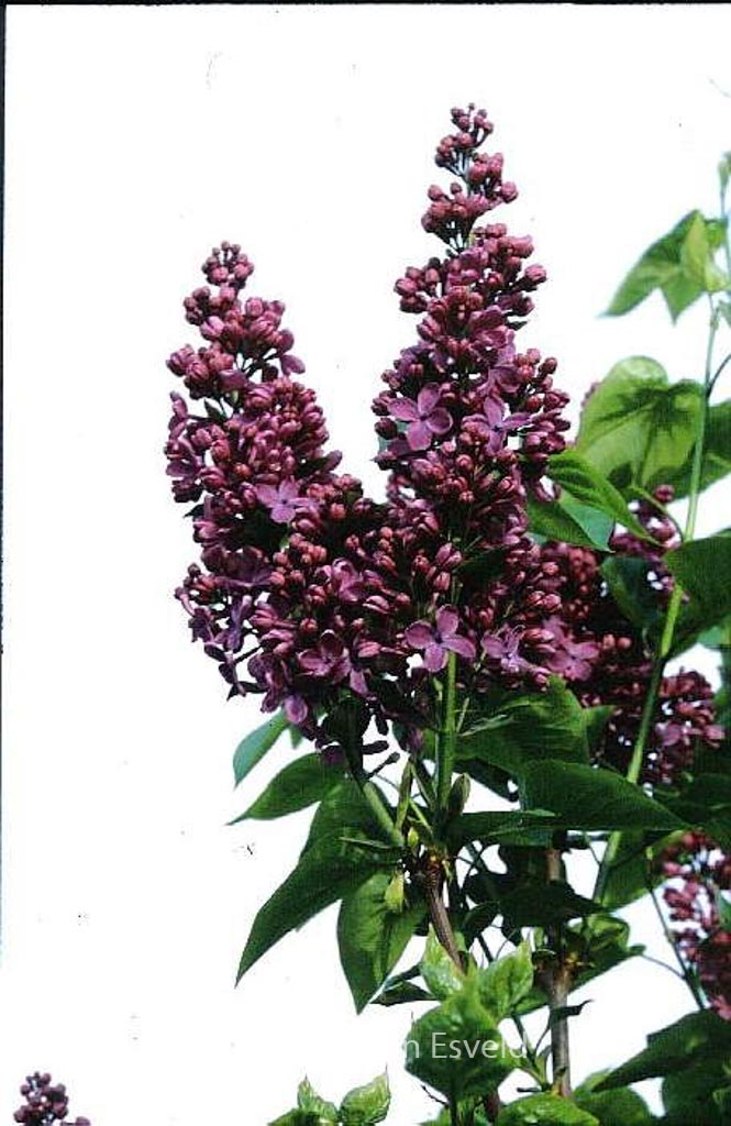 Syringa vulgaris 'G.J. Baardse'