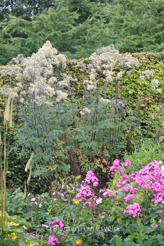 Thalictrum 'Anne'