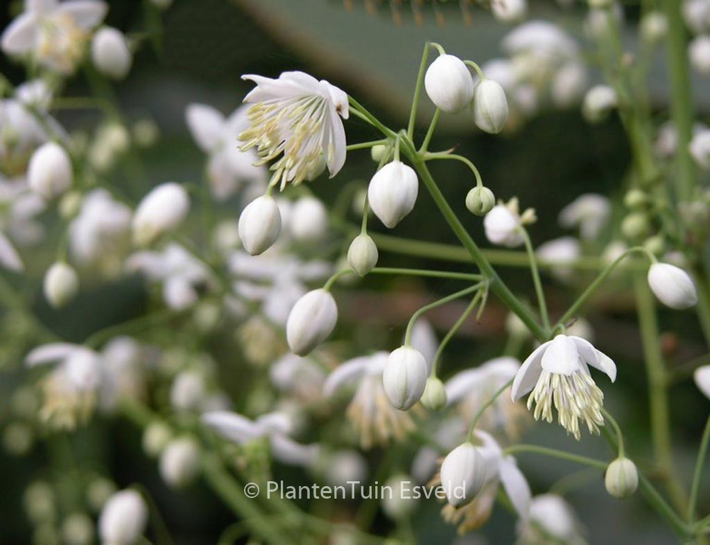 Thalictrum delavayi 'Album'