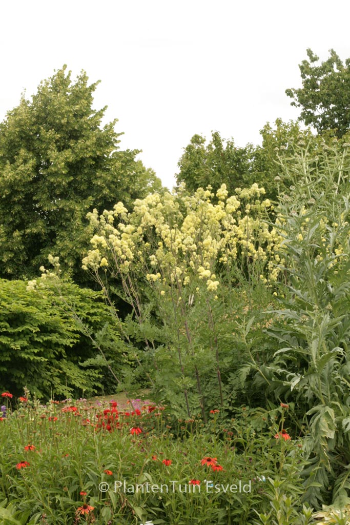 Thalictrum flavum 'Tukker Princess'