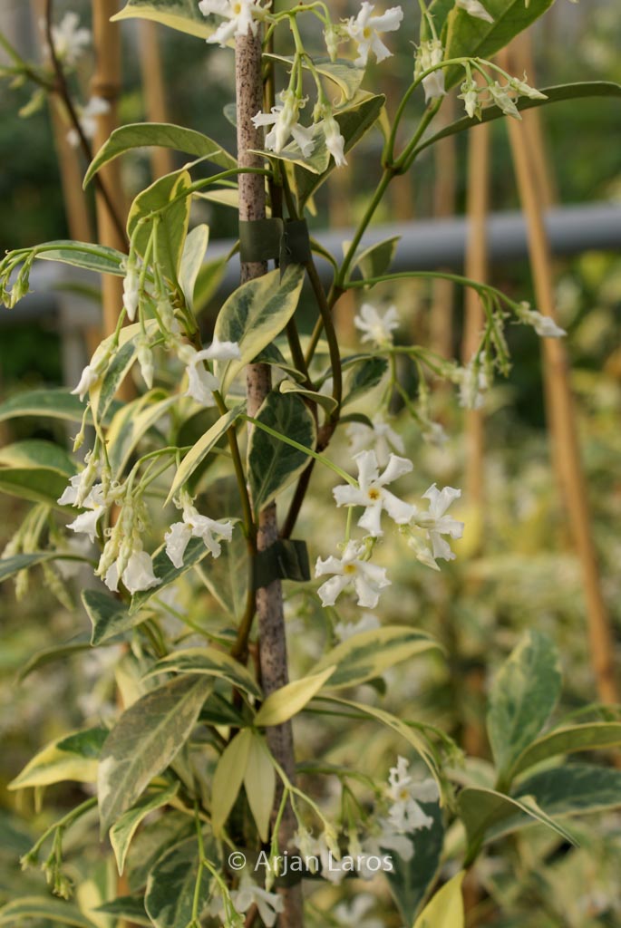 Trachelospermum jasminoides 'Sunlover'