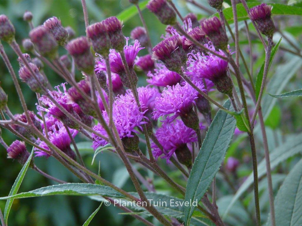 Vernonia crinita