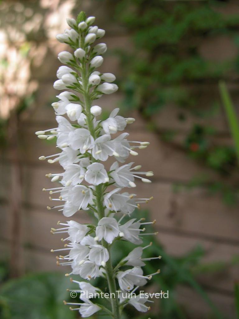 Veronica spicata 'Icicle'