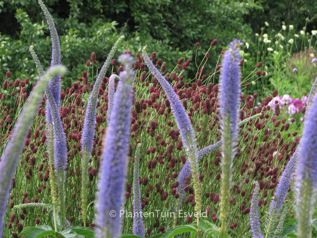 Veronicastrum virginicum