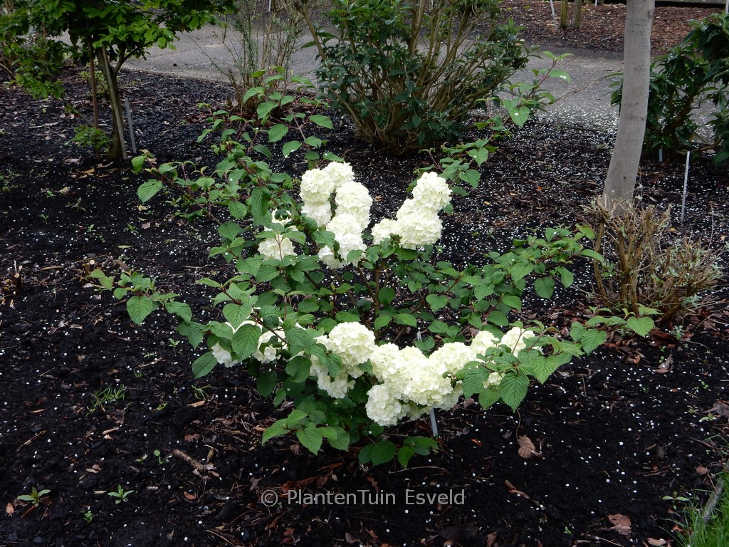 Viburnum plicatum 'Opening Day'