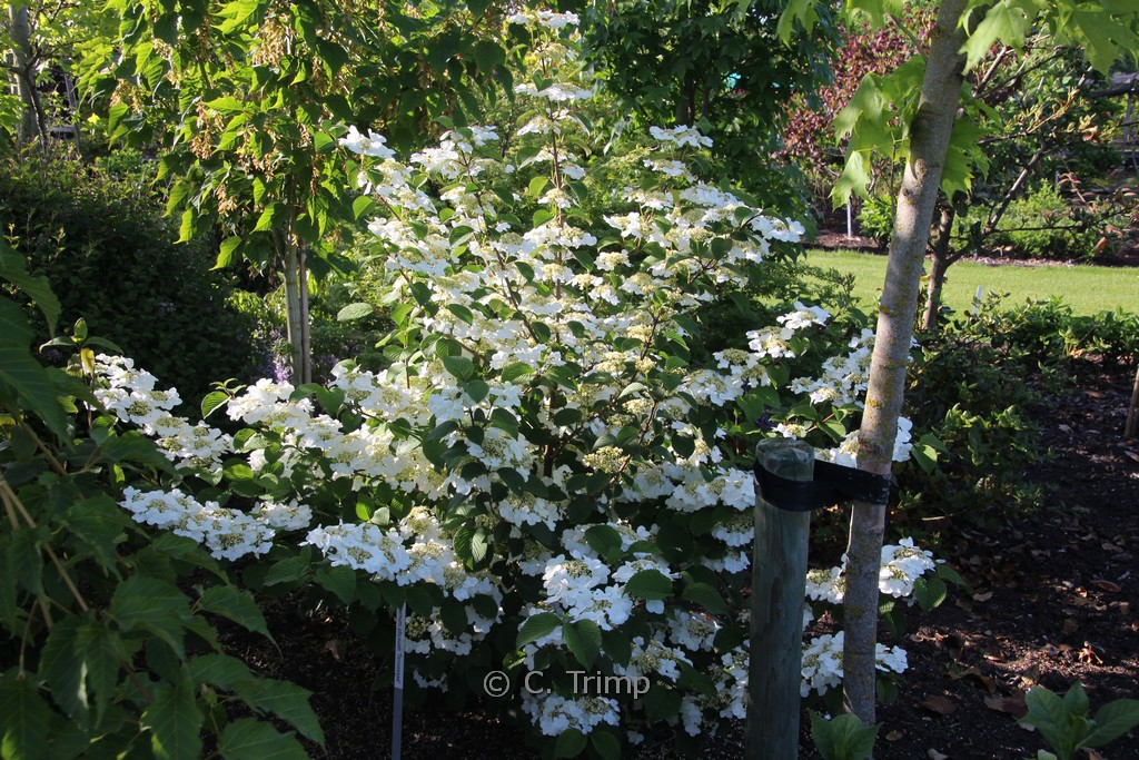 Viburnum plicatum 'Tennessee'