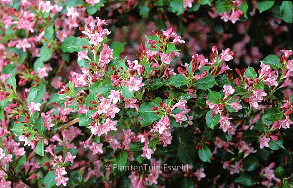 Weigela 'Bouquet Rose'