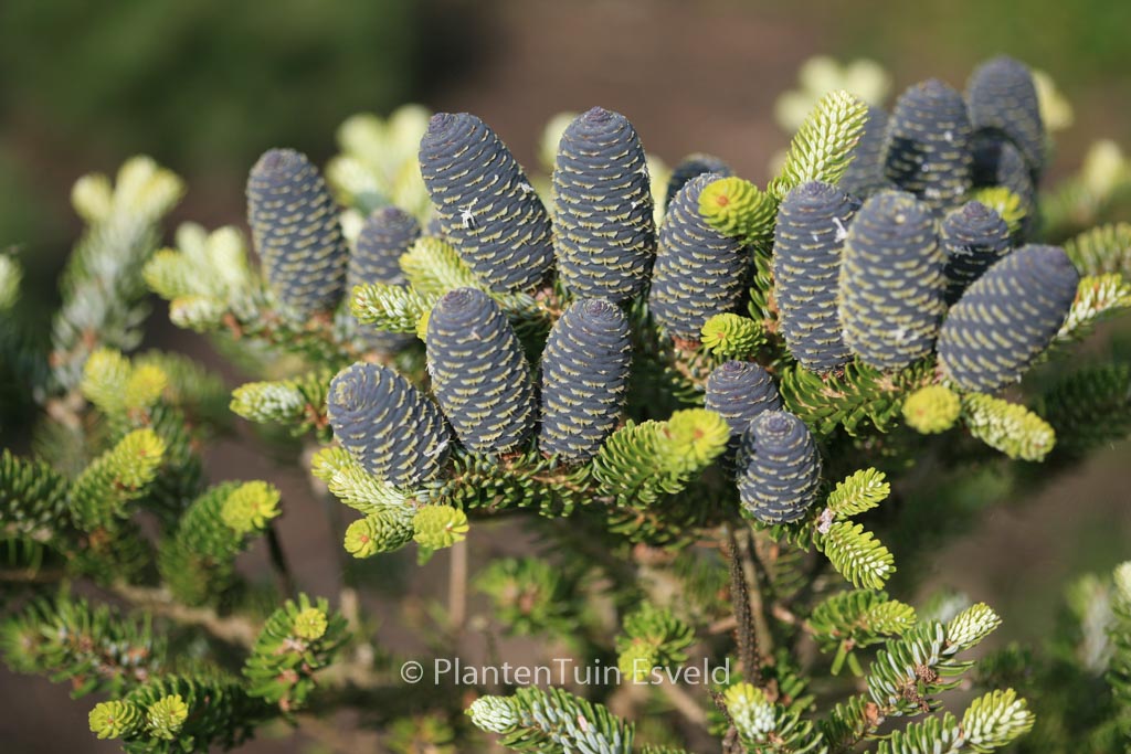 Abies koreana 'Luminetta'