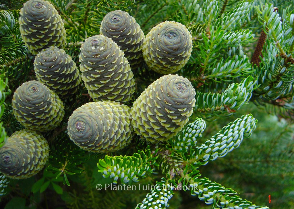 Abies koreana 'Silberlocke'