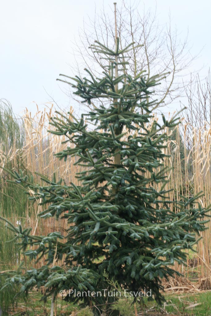 Abies numidica 'Glauca'