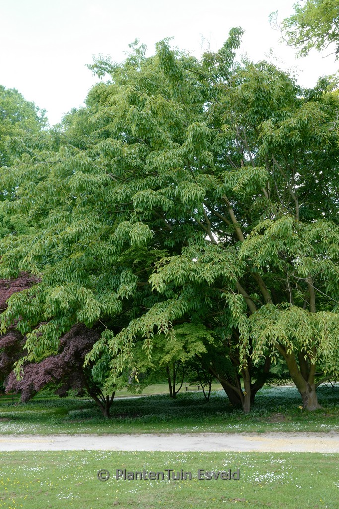 Acer davidii 'George Forrest'