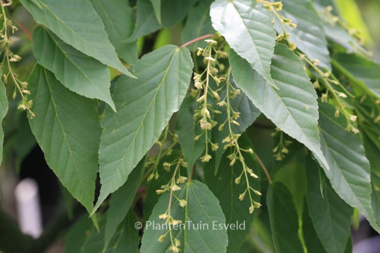 Acer davidii 'Rosalie'