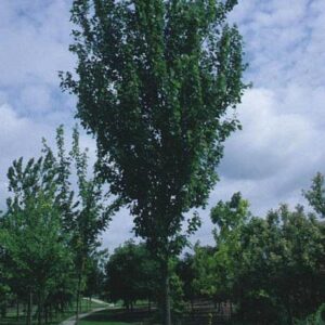 Acer freemanii 'Armstrong'